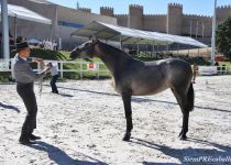 W HECHURA MATER, DE MATER CHRISTI, SUBCAMPEONA JOVEN DEL CONCURSO (Copiar)